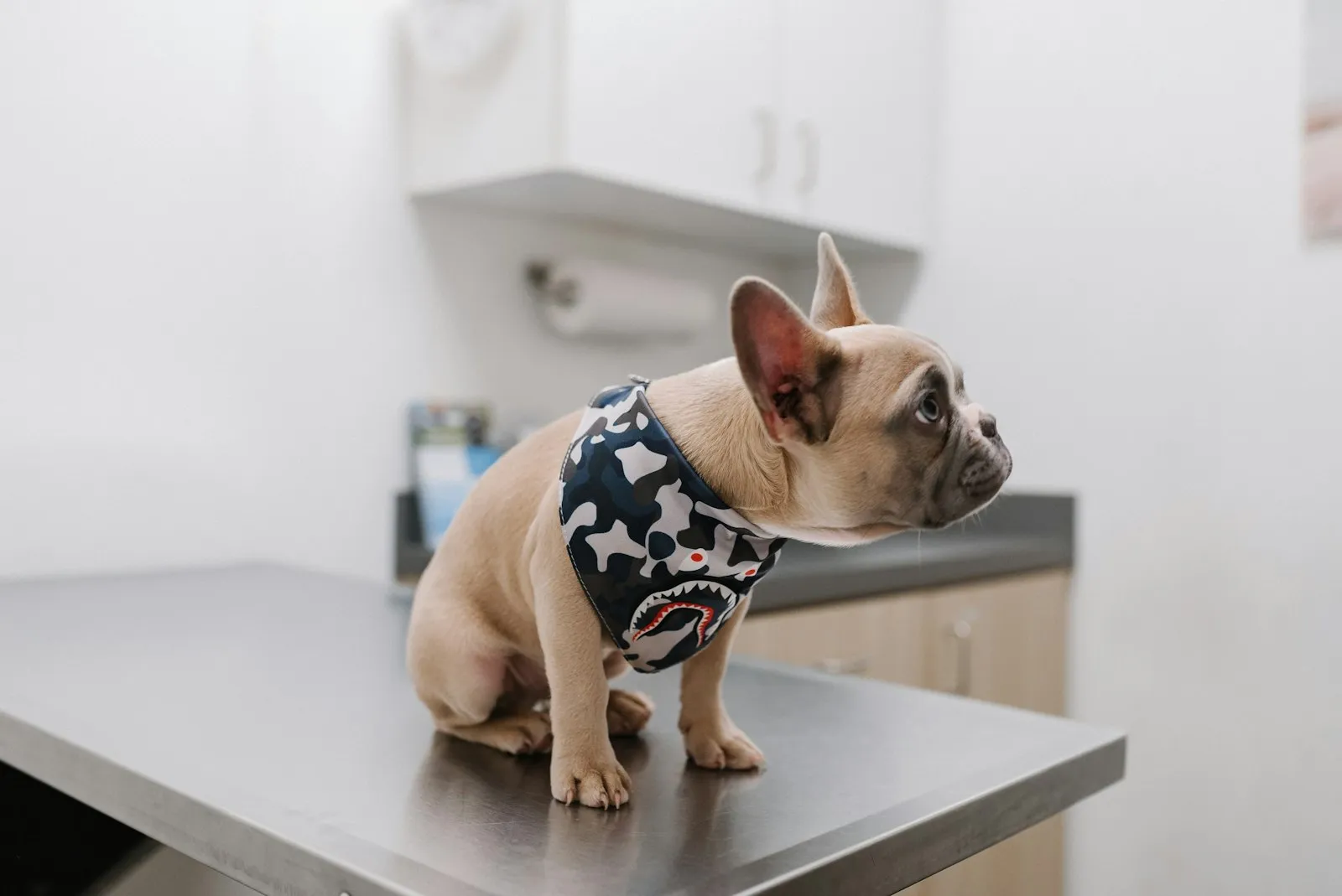 Veteriner muayenesinde bekleyen beyaz fransız bulldog